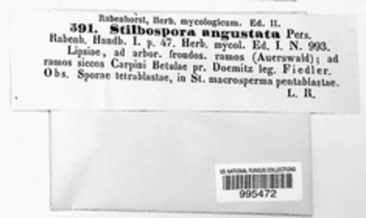 Truncatella angustata image